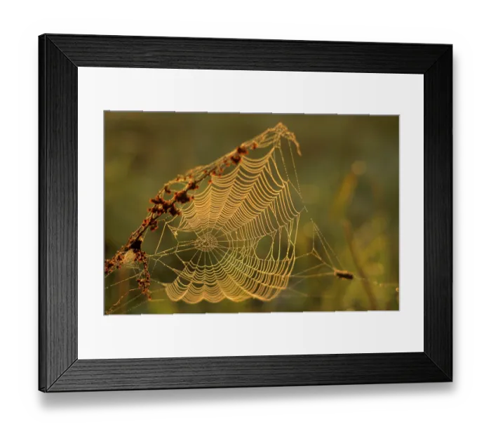 Framed Print : Spider's web in the morning dew Spider's web in the morning dew Framed Print : Spider's web in the morning dew Spider's web in the morning dew