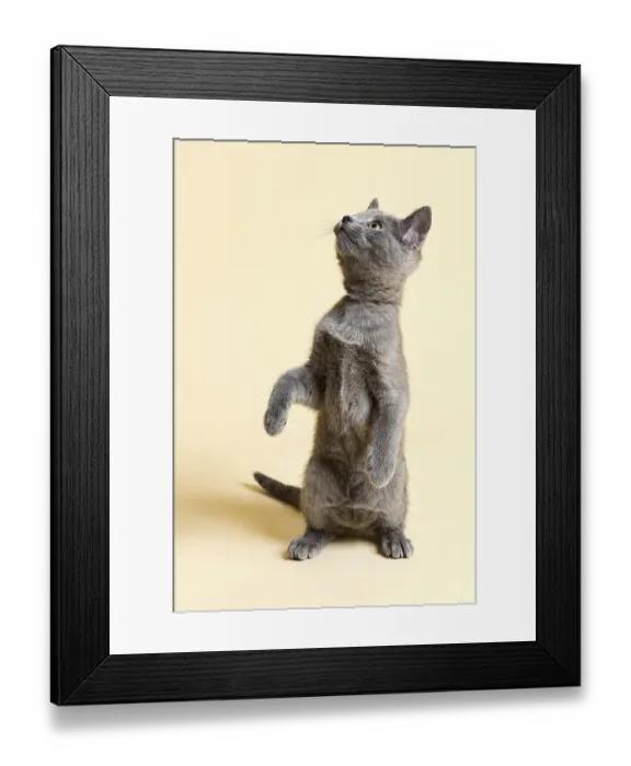 Framed Print : Purebred Cat, Russian Blue, kitten, 9 weeks Framed Print : Purebred Cat, Russian Blue, kitten, 9 weeks