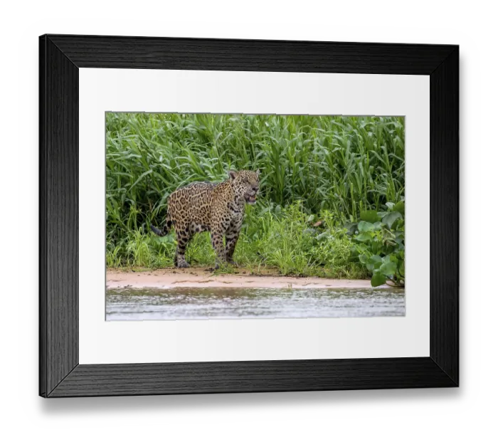 Framed Print : Jaguar (Panthera Onca), stalks in the shore area