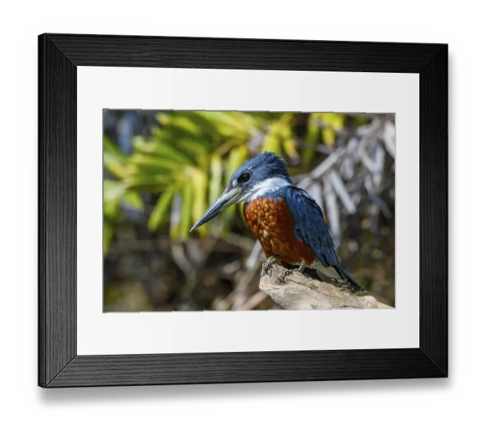 Framed Print : Ringed kingfisher (Megaceryle torquata)