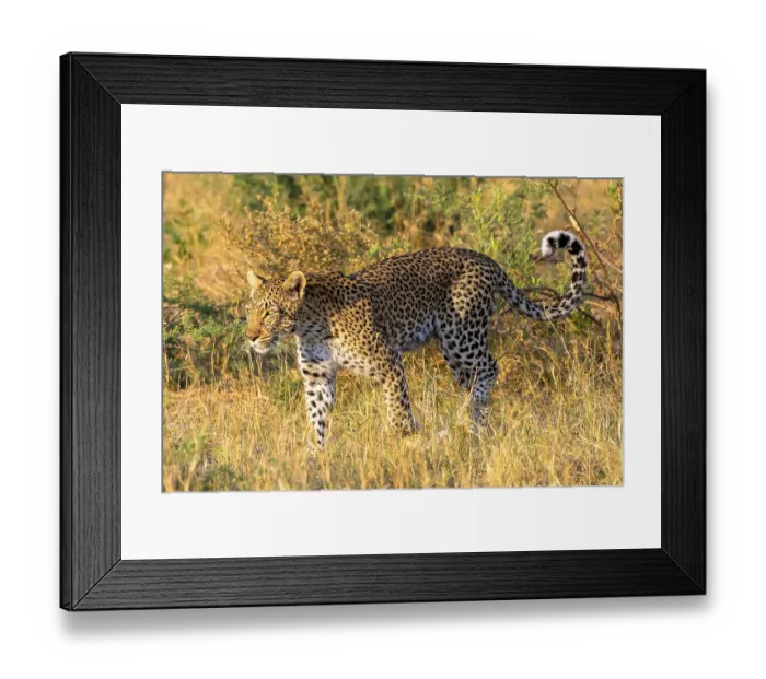 Framed Print : African leopard (Panthera pardus) Framed Print : African leopard (Panthera pardus)