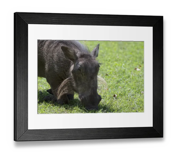Framed Print : Common warthog (Phacochoerus africanus) Framed Print : Common warthog (Phacochoerus africanus)