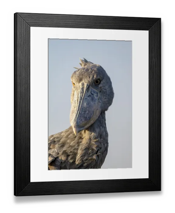 Framed Print : Shoebill (Balaeniceps rex), also Abu Markub
