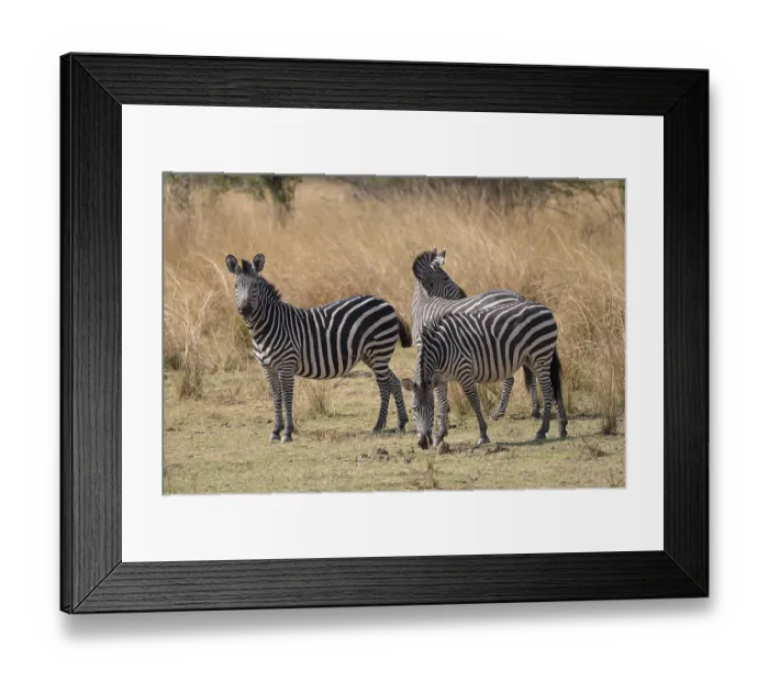 Framed Print : Plains Zebra of the subspecies crawshay's zebra (Equus quagga crawshayi) Framed Print : Plains Zebra of the subspecies crawshay's zebra (Equus quagga crawshayi)