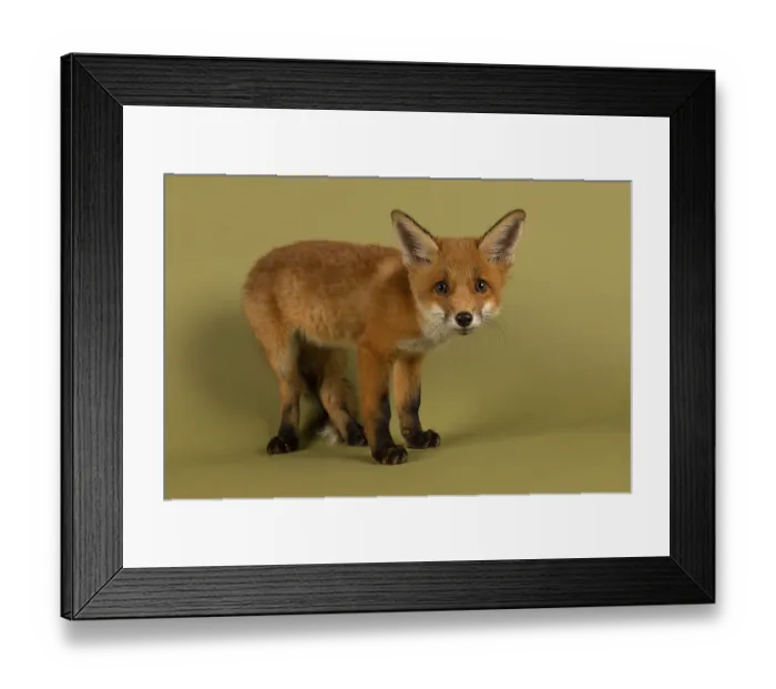 Framed Print : Red fox (Vulpes vulpes), young animal