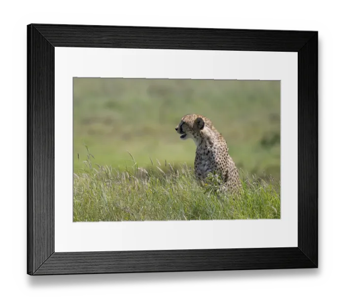 Framed Print : Cheetah (Acinonyx jubatus), sitting in the grass Framed Print : Cheetah (Acinonyx jubatus), sitting in the grass