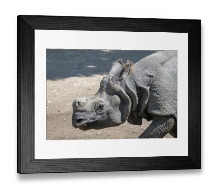 Framed Print : Indian rhinoceros (Rhinoceros unicornis)