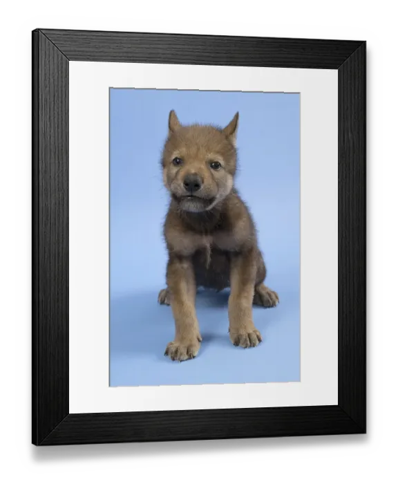 Framed Print : European gray wolf (Canis lupus lupus)