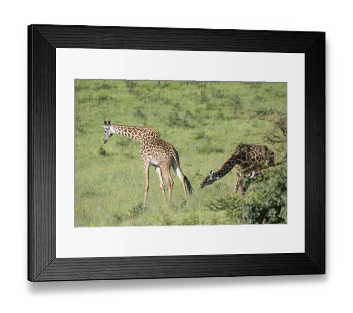 Framed Print : Masai giraffe (Giraffa tippelskirchi) Framed Print : Masai giraffe (Giraffa tippelskirchi)