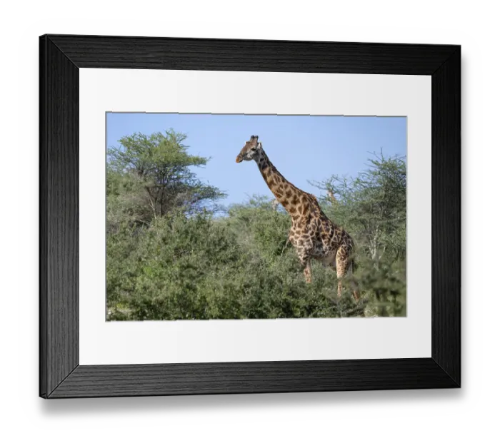 Framed Print : Masai giraffe (Giraffa tippelskirchi)