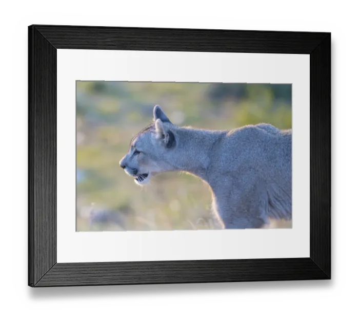Framed Print : Cougar (Cougar concolor), silver lion