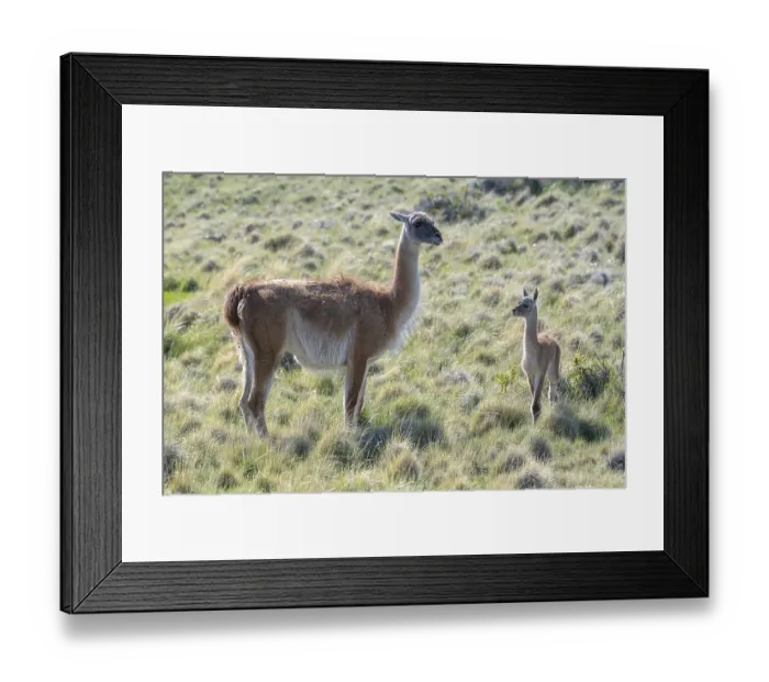 Framed Print : Guanaco (Llama guanicoe), Huanaco