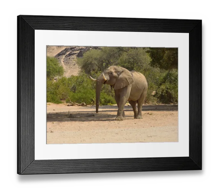 Framed Print : Namibian desert elephant (Loxodonta africana)