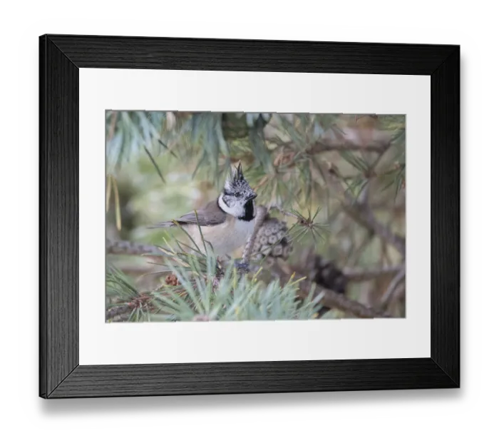 Framed Print : Crested tit (Lophophanes cristatus)