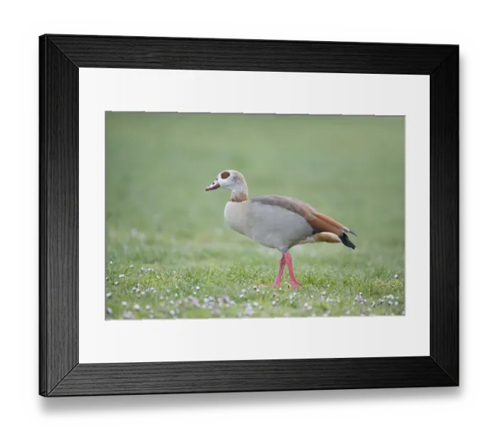 Framed Print : Egyptian goose (Alopochen aegyptiaca) Framed Print : Egyptian goose (Alopochen aegyptiaca)