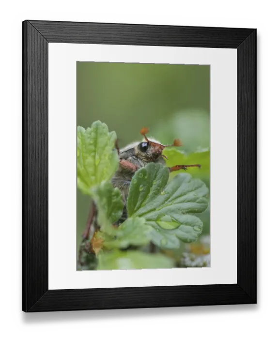 Framed Print : Cockchafer (Melolontha melolontha)