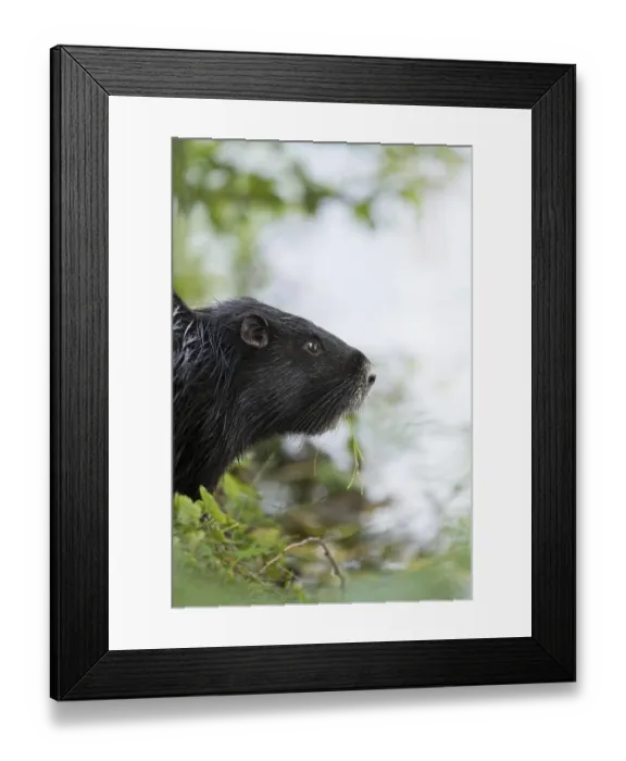 Framed Print : Nutria (Myocastor coypus), sitting at the water's edge and looking at the water Framed Print : Nutria (Myocastor coypus), sitting at the water's edge and looking at the water