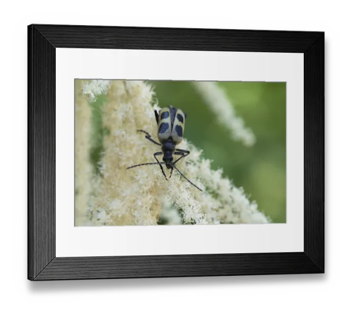 Framed Print : Yellow four-spotted goat (Pachyta quadrimaculata) Framed Print : Yellow four-spotted goat (Pachyta quadrimaculata)