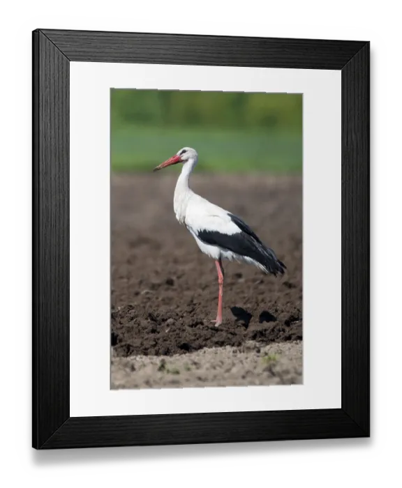 Framed Print : White stork (Ciconia ciconia), foraging in a field