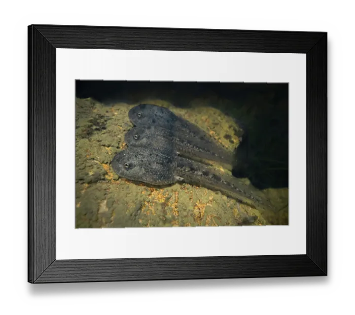 Framed Print : Common midwife toad (Alytes obstetricans)