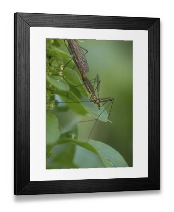 Framed Print : Crane fly (Tipulidae), mating on leaves Framed Print : Crane fly (Tipulidae), mating on leaves