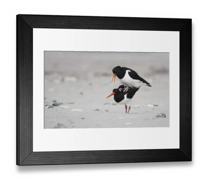 Framed Print : Eurasian oystercatcher (Haematopus ostralegus) Framed Print : Eurasian oystercatcher (Haematopus ostralegus)