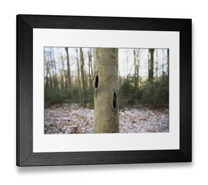 Framed Print : Deadwood structure Cave in deciduous forest Framed Print : Deadwood structure Cave in deciduous forest