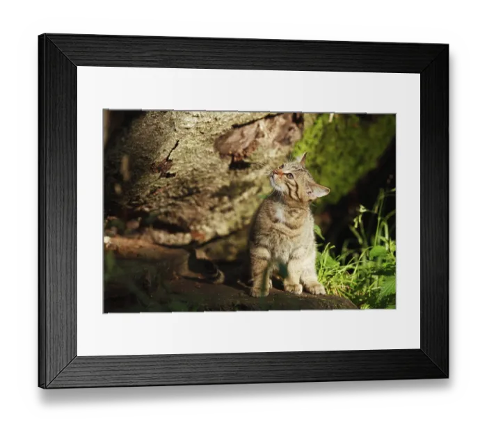 Framed Print : Wildcat (Felis silvestris)