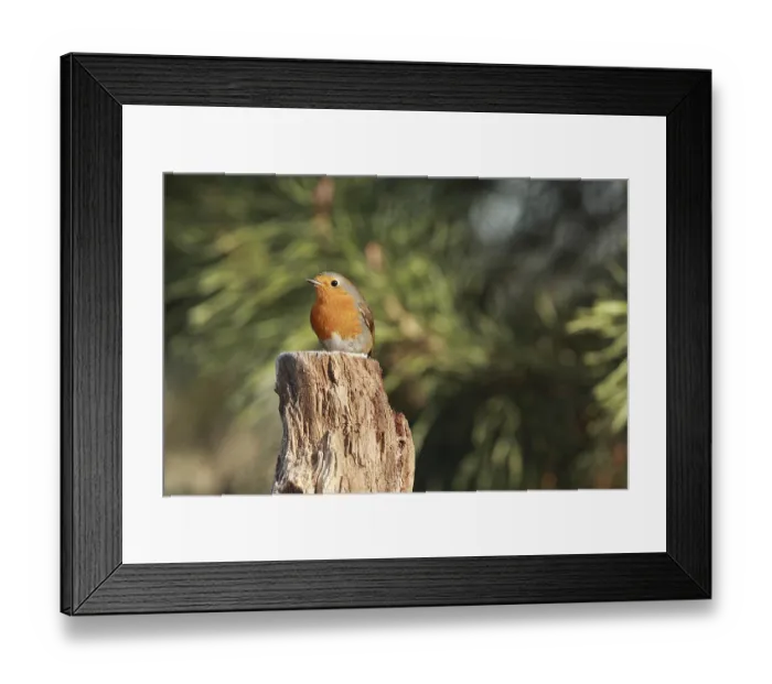 Framed Print : European Robin (Erithacus rubecula) Framed Print : European Robin (Erithacus rubecula)
