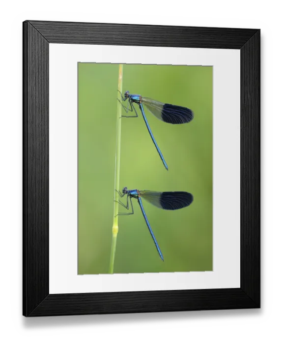 Framed Print : Banded Demoiselles (Calopteryx splendens) Framed Print : Banded Demoiselles (Calopteryx splendens)