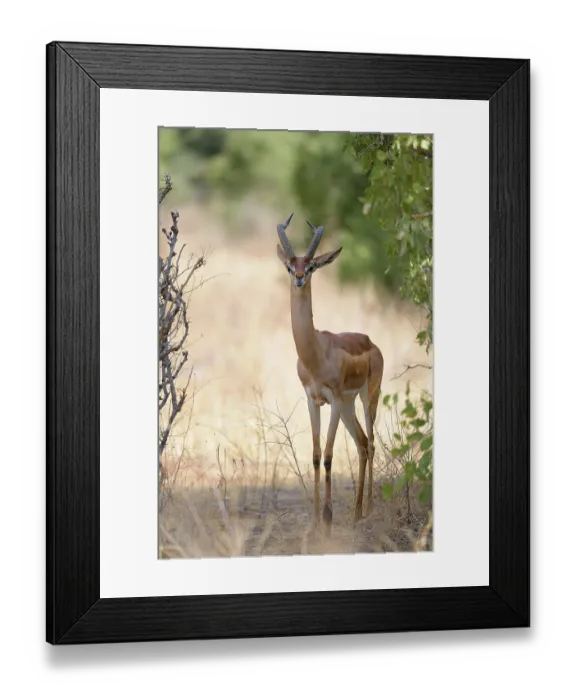 Framed Print : Gerenuk (Litocranius walleri), male standing in the shade of a bush Framed Print : Gerenuk (Litocranius walleri), male standing in the shade of a bush
