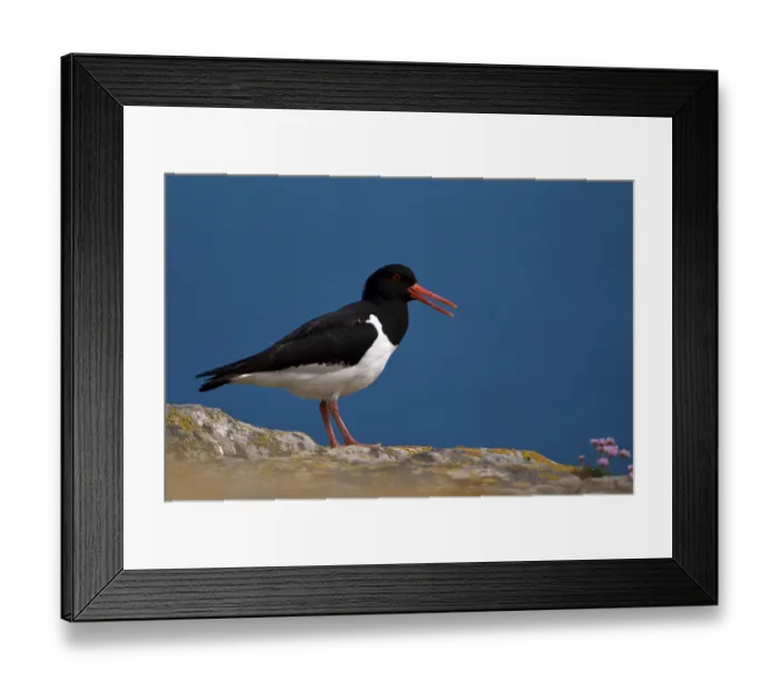 Framed Print : Eurasian Oystercatcher (Haematopus ostralegus) standing with its beak open