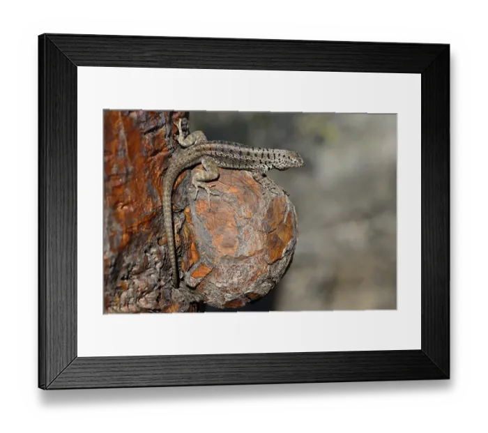 Framed Print : Lava lizard (Microlophus) sitting on the outgrowth of a Galapagos prickly pear