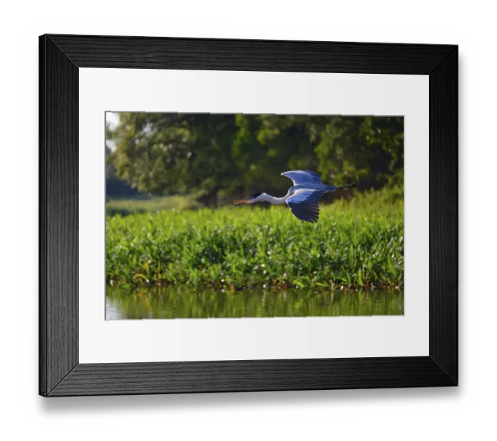 Framed Print : Cocoi heron (Ardea cocoi) in flight