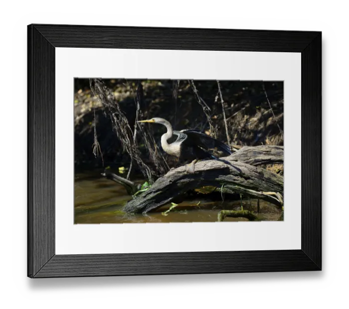 Framed Print : Anhinga (Anhinga anhinga) on the shore
