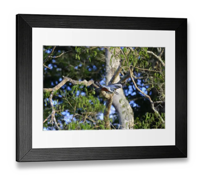 Framed Print : Ringed kingfisher (Megaceryle torquata) in flight Framed Print : Ringed kingfisher (Megaceryle torquata) in flight