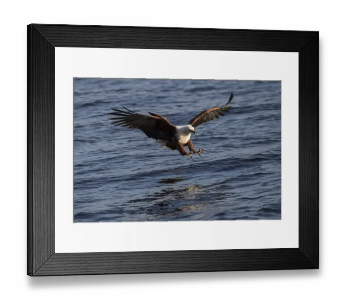 Framed Print : African fish eagle (Haliaeetus vocifer) when fishing with outstretched claws Framed Print : African fish eagle (Haliaeetus vocifer) when fishing with outstretched claws
