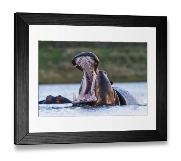 Framed Print : Hippo (Hippopotamus amphibius) Zimanga Game Reserve