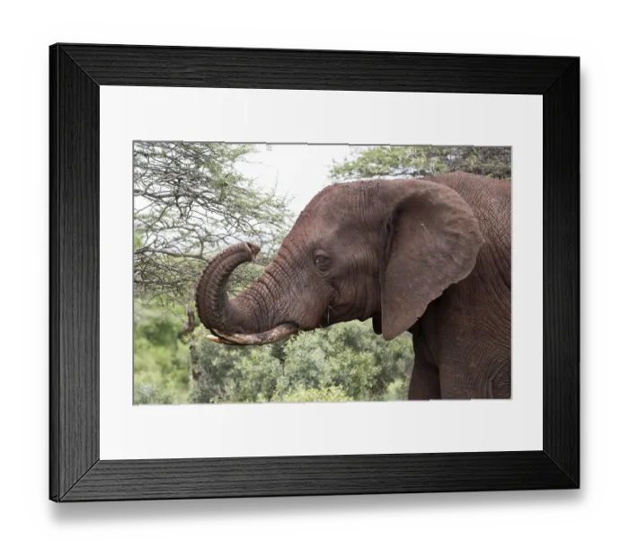 Framed Print : African elephant (Loxodonta africana) Framed Print : African elephant (Loxodonta africana)