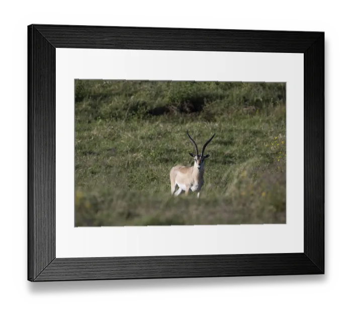 Framed Print : Grant's gazelle (Nanger granti) Ngorongoro CraterNgorongoro Conservation Area