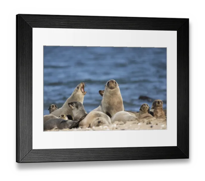 Framed Print : South African (Arctocephalus pusillus) fur seals