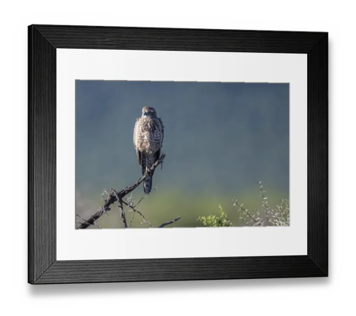 Framed Print : Silver Singing Goshawk, also known as pale chanting goshawk (Melierax canorus) juvenile