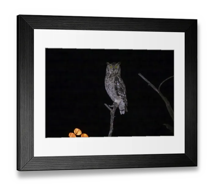 Framed Print : Spotted eagle-owl (Bubo africanus)