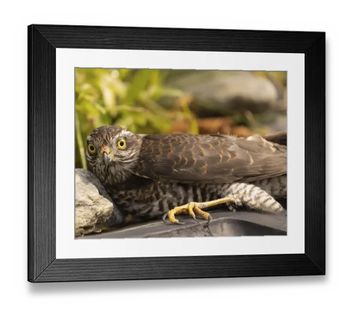 Framed Print : The bird of prey, goshawk