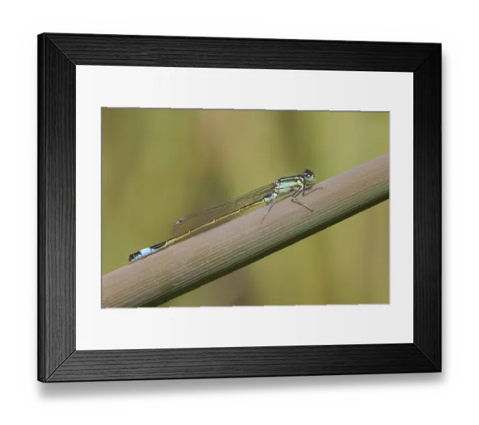 Framed Print : Great Blue-Tailed Damselfly (Ischnura elegans) Framed Print : Great Blue-Tailed Damselfly (Ischnura elegans)