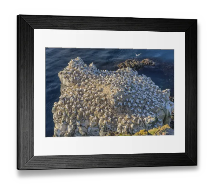 Framed Print : Northern gannet (Morus bassanus) on the breeding rock Langanes