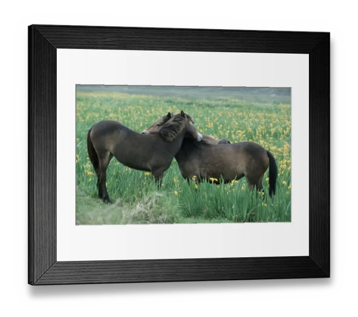 Framed Print : Exmoor Ponies, Texel, Netherlands