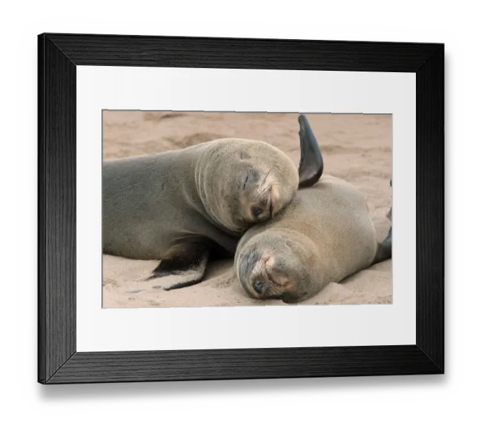 Framed Print : South African Fur Seals (Arctocephalus pusillus) Framed Print : South African Fur Seals (Arctocephalus pusillus)
