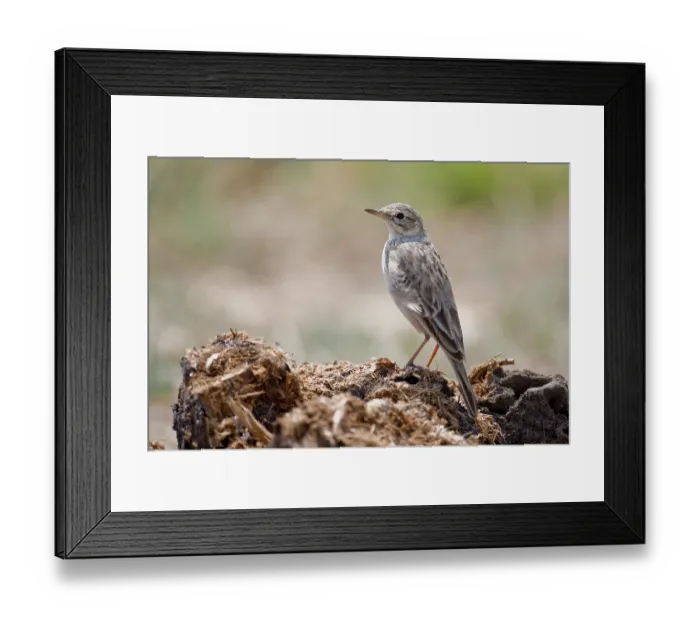 Framed Print : African Pipit (Anthus cinnamomeus)