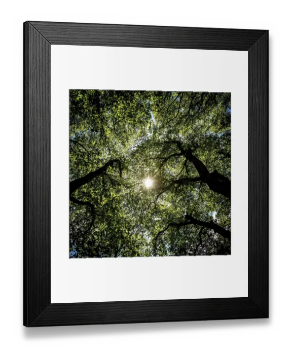 Framed Print : Sunlight filtering through lush green tree foliage creates a serene atmosphere in a forested area Framed Print : Sunlight filtering through lush green tree foliage creates a serene atmosphere in a forested area